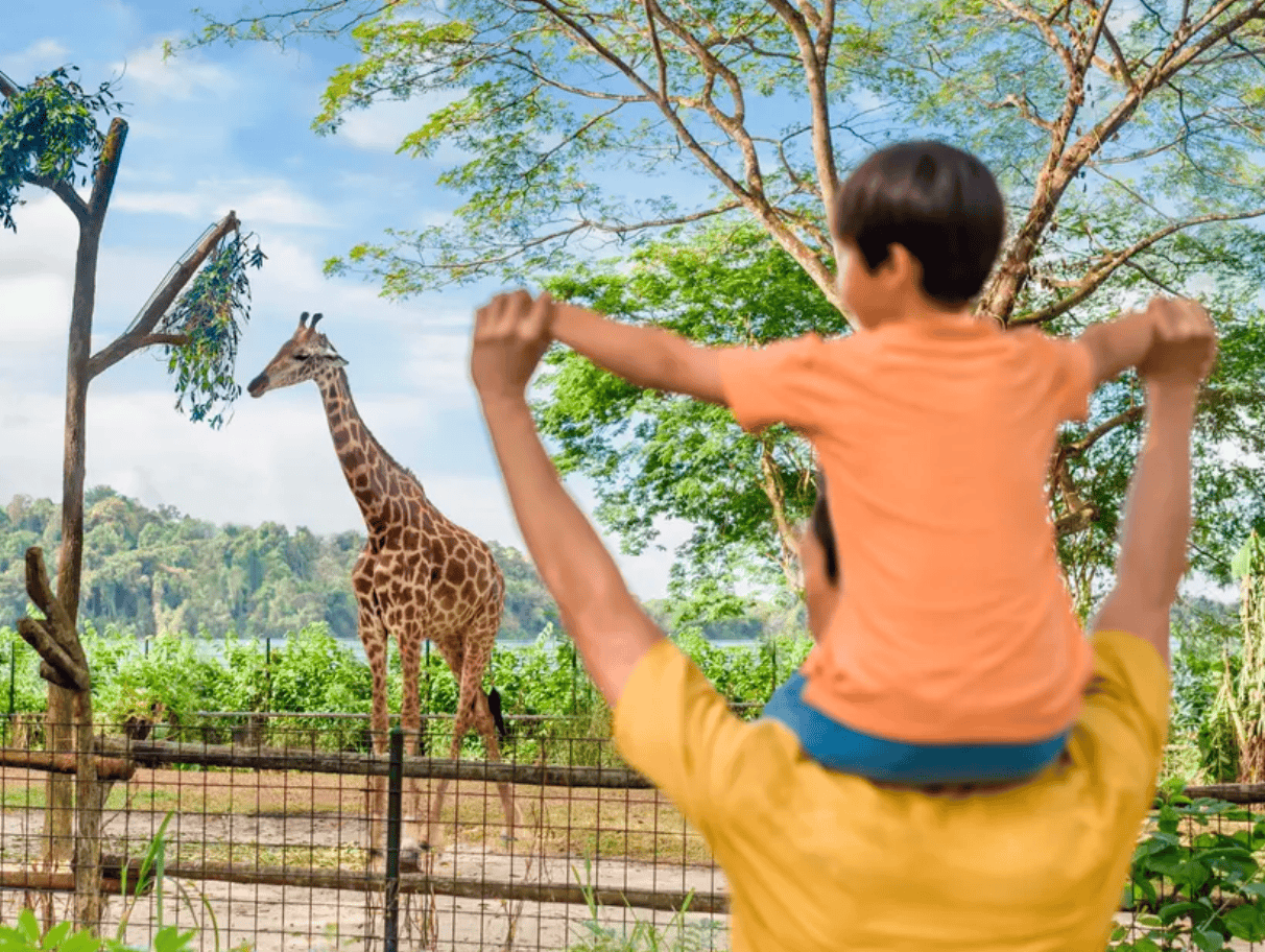 新加坡親子景點｜5. 新加坡動物園 Singapore Zoo